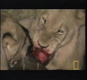 Lions disembowel live buffalo