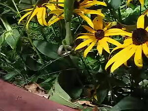 Mantis eats a live snake